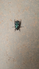 Protaetia alboguttata