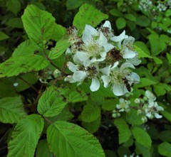 Rubus newbouldii