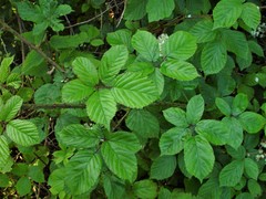 Rubus newbouldii