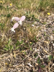 Silene vulgaris