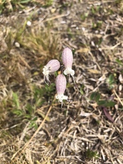 Silene vulgaris