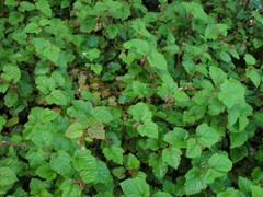 Rubus tricolor