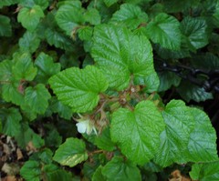 Rubus tricolor