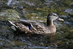 Anas platyrhynchos