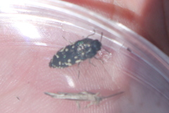 Acmaeodera ornata