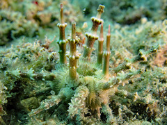 Plococidaris verticillata