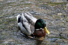 Anas platyrhynchos