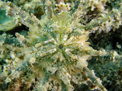 Plococidaris verticillata