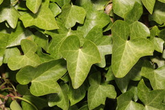 Hedera helix