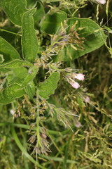 Symphytum officinale