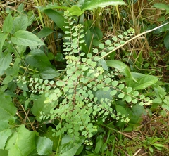 Phyllanthus nummulariifolius
