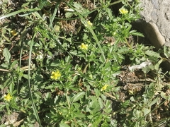 Potentilla supina