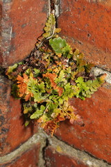 Asplenium adiantum-nigrum