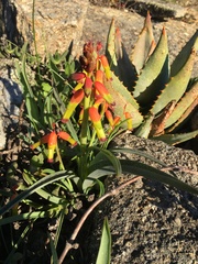 Lachenalia quadricolor
