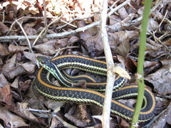 Thamnophis sirtalis annectens