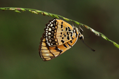 Byblia anvatara