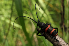 Ceroplesis orientalis