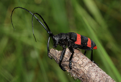 Ceroplesis orientalis