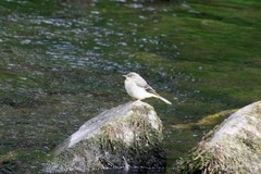Motacilla cinerea