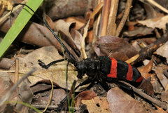 Ceroplesis orientalis