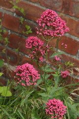 Centranthus ruber