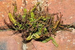 Asplenium trichomanes