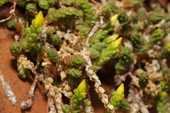 Sedum acre