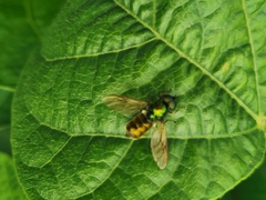 Chloromyia