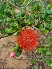 Angiospermae