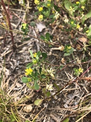 Trifolium dubium