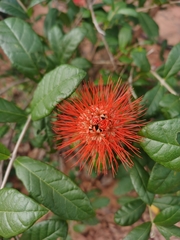 Angiospermae