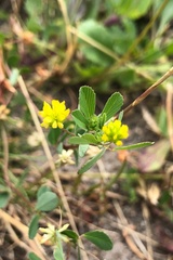 Trifolium dubium