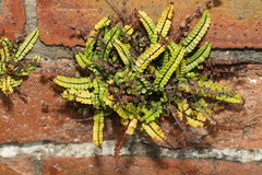 Asplenium trichomanes