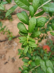 Angiospermae