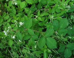 Rubus lindleianus