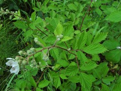 Rubus lindleianus