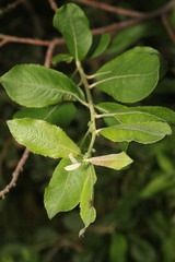 Salix cinerea