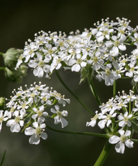 Anthriscus sylvestris