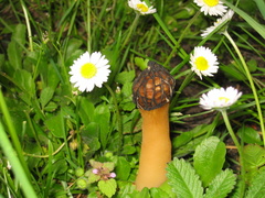 Morchella esculenta
