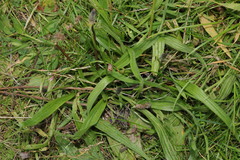 Plantago lanceolata