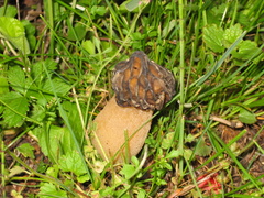 Morchella esculenta