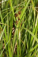 Cyperus longus
