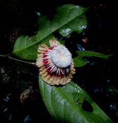 Napoleonaea leonensis