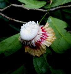 Napoleonaea leonensis