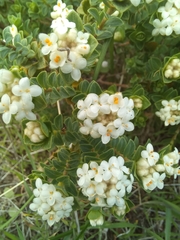 Pimelea flava dichotoma