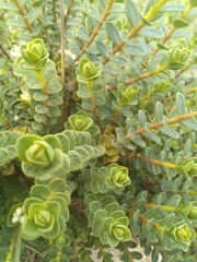 Pimelea flava dichotoma