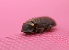 Hadrobregmus pertinax