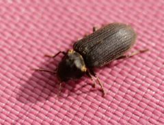 Hadrobregmus pertinax