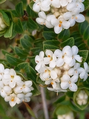 Pimelea flava dichotoma