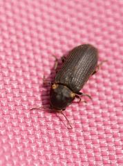 Hadrobregmus pertinax